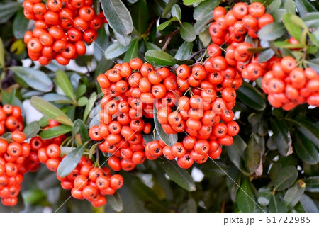 三鷹中原になる赤いピラカンサ（トキワサンザシ）の実 61722985