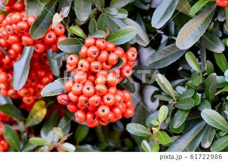 三鷹中原になる赤いピラカンサ（トキワサンザシ）の実 61722986