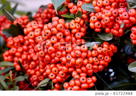三鷹中原になる赤いピラカンサ(トキワサンザシ)の実 三鷹中原になる赤いピラカンサ(トキワサンザシ)の実 61722988