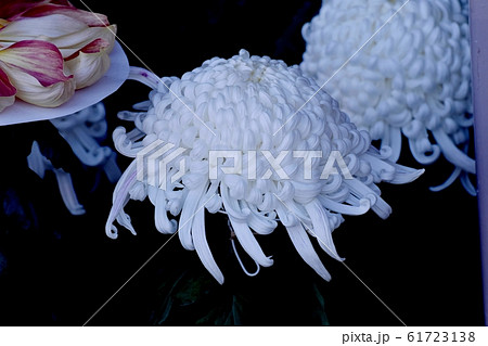 三鷹中原に咲く大輪の白いキクの花（だるま作り） 61723138