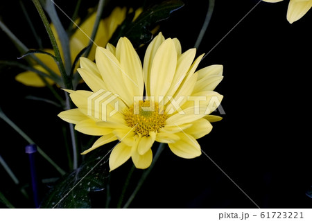 三鷹中原に咲く黄色いキクの花 三鷹中原に咲く黄色いキクの花 61723221