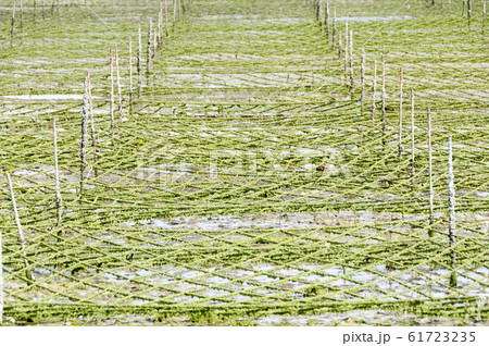 アーサ（アオサ）養殖場 61723235