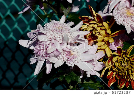三鷹中原に咲くピンクのキクの花 三鷹中原に咲くピンクのキクの花 61723287