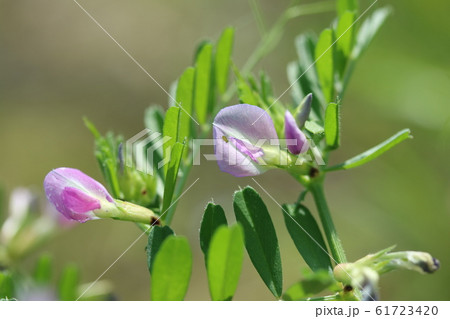 カラスノエンドウ(烏野豌豆)の花 カラスノエンドウ(烏野豌豆)の花 61723420