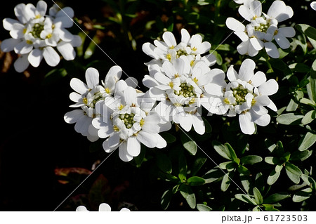 三鷹中原に咲く白い宿根イベリスの花の写真素材