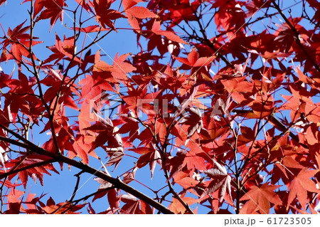 三鷹中原になる紅葉したカエデの葉 61723505