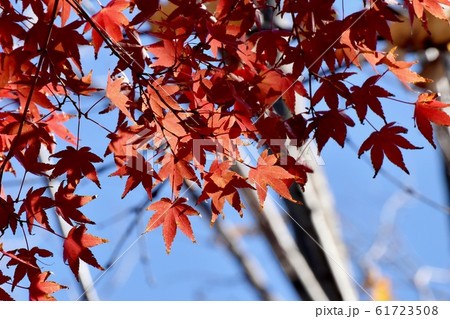 三鷹中原になる紅葉したカエデの葉 61723508