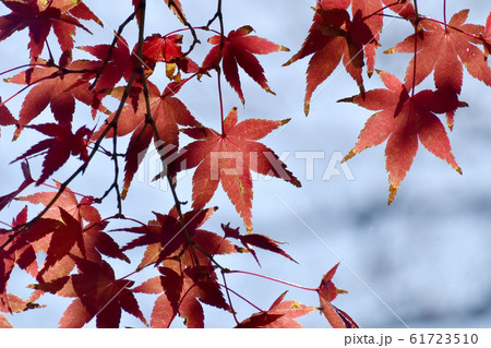 三鷹中原になる紅葉したカエデの葉 三鷹中原になる紅葉したカエデの葉 61723510