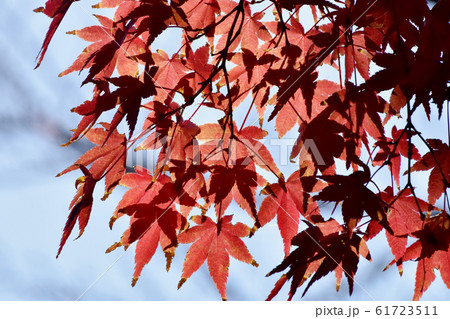 三鷹中原になる紅葉したカエデの葉 61723511