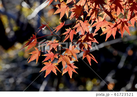 三鷹中原になる紅葉したカエデの葉 三鷹中原になる紅葉したカエデの葉 61723521