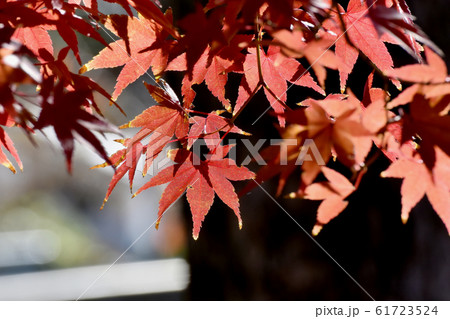 三鷹中原になる紅葉したカエデの葉 三鷹中原になる紅葉したカエデの葉 61723524