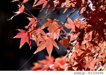 三鷹中原になる紅葉したカエデの葉 三鷹中原になる紅葉したカエデの葉 61723540