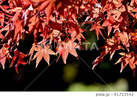三鷹中原になる紅葉したカエデの葉 61723542