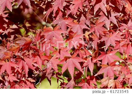 三鷹中原になる紅葉したカエデの葉 三鷹中原になる紅葉したカエデの葉 61723545