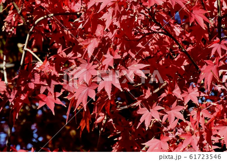 三鷹中原になる紅葉したカエデの葉 61723546