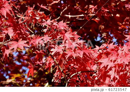 三鷹中原になる紅葉したカエデの葉 61723547