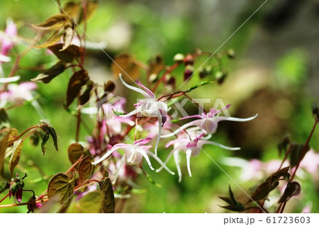 イカリソウ（碇草） 61723603