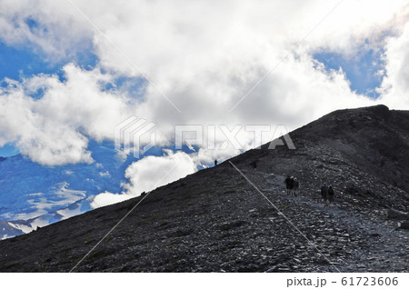 マウントレニエ国立公園　Mount Rainier National Park 61723606