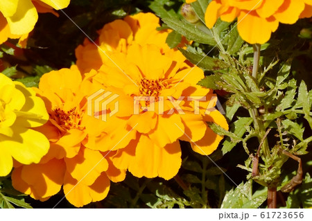 三鷹中原に咲くオレンジ色のマリーゴールドの花 61723656