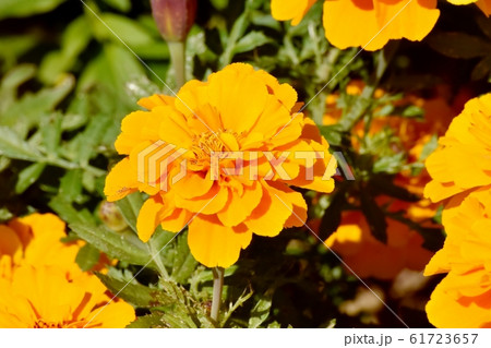 三鷹中原に咲くオレンジ色のマリーゴールドの花 61723657