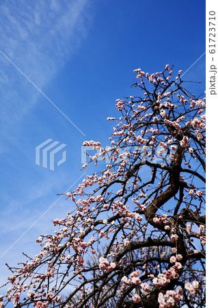青空の梅林 61723710