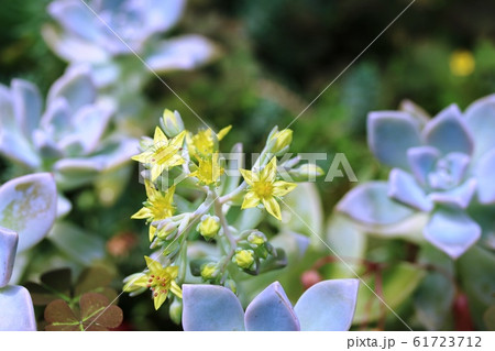 グラプトペタルム（ 朧月） 61723712