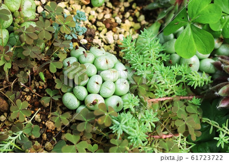 多肉植物 コノフィツム 多肉植物 コノフィツム 61723722