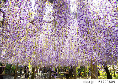 河内藤園 61723809