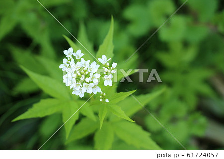 白い菜の花 コンロンソウ 崑崙草 の写真素材