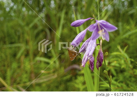 オオチャバネセセリ 61724528