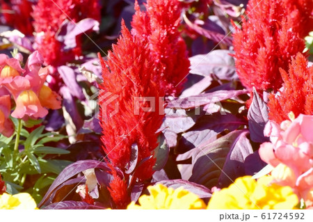 三鷹中原に咲く赤いケイトウの花 三鷹中原に咲く赤いケイトウの花 61724592