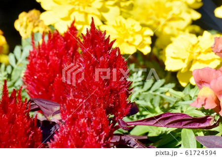 三鷹中原に咲く赤いケイトウの花 61724594