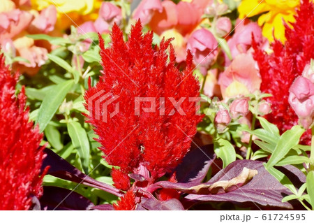 三鷹中原に咲く赤いケイトウの花 三鷹中原に咲く赤いケイトウの花 61724595
