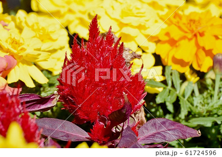 三鷹中原に咲く赤いケイトウの花 61724596