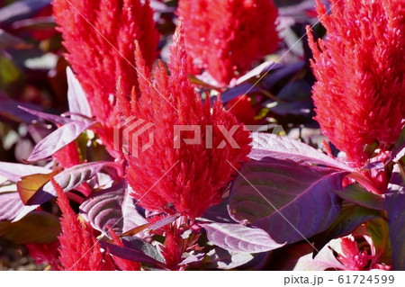 三鷹中原に咲く赤いケイトウの花 三鷹中原に咲く赤いケイトウの花 61724599