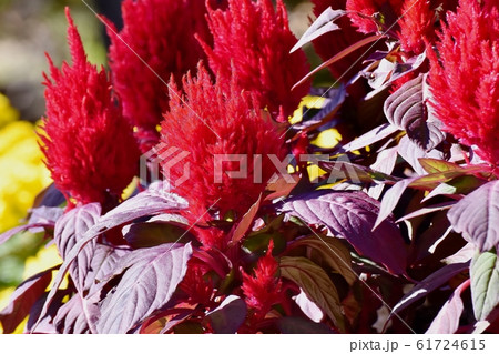 三鷹中原に咲く赤いケイトウの花 61724615
