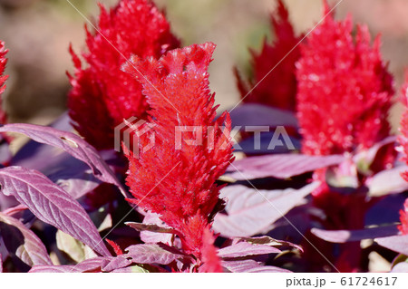 三鷹中原に咲く赤いケイトウの花 三鷹中原に咲く赤いケイトウの花 61724617