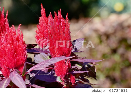 三鷹中原に咲く赤いケイトウの花 61724651