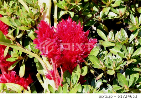 三鷹中原に咲く赤いケイトウの花 61724653