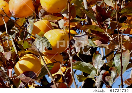 三鷹中原になるオレンジ色のカキの実 61724756