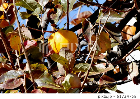 三鷹中原になるオレンジ色のカキの実 61724758