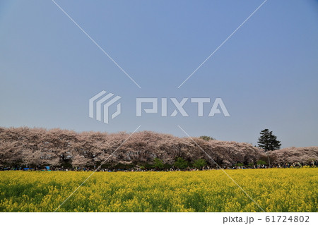 権現堂桜堤 埼玉県 権現堂桜堤 埼玉県 61724802