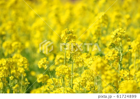 菜の花畑 春の季節の写真素材