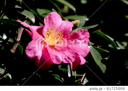 三鷹中原に咲くピンクのカンツバキの花 三鷹中原に咲くピンクのカンツバキの花 61725000