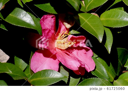 三鷹中原に咲くピンクのカンツバキの花 三鷹中原に咲くピンクのカンツバキの花 61725060