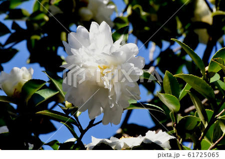 三鷹中原に咲く白いカンツバキの花 三鷹中原に咲く白いカンツバキの花 61725065