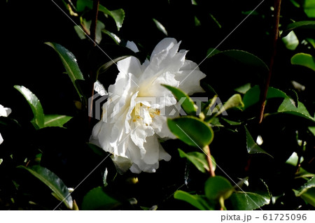 三鷹中原に咲く白いカンツバキの花 三鷹中原に咲く白いカンツバキの花 61725096