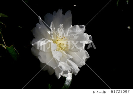 三鷹中原に咲く白いカンツバキの花 三鷹中原に咲く白いカンツバキの花 61725097
