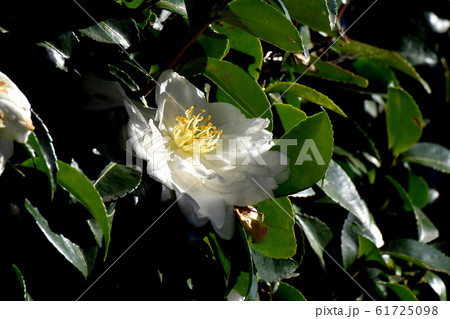 三鷹中原に咲く白いカンツバキの花 61725098