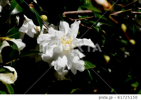 三鷹中原に咲く白いカンツバキの花 三鷹中原に咲く白いカンツバキの花 61725150